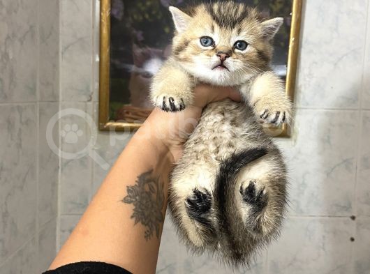 Anne Altından Sağlıklı Yavrular Gold Tabyy görsel