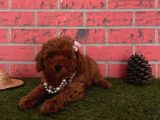 Red Brown Toy Poodle Yavrular