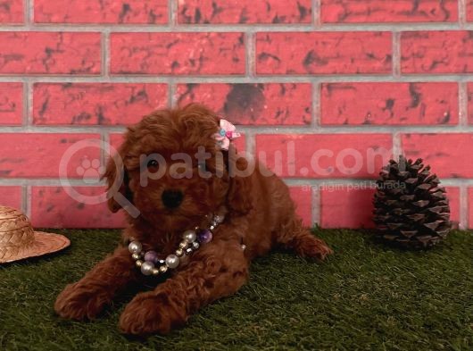 Red Brown Toy Poodle Yavrular görsel