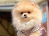 Ayıcık Surat Boo Pomeranian Yavrular