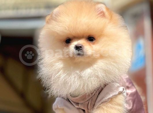 Ayıcık Surat Boo Pomeranian Yavrular görsel