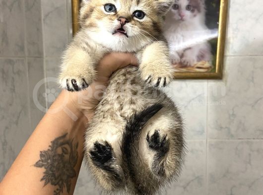 Anne Altından Sağlıklı Yavrular Gold Tabyy