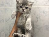 Anne Altından Sağlıklı Yavrular Blue