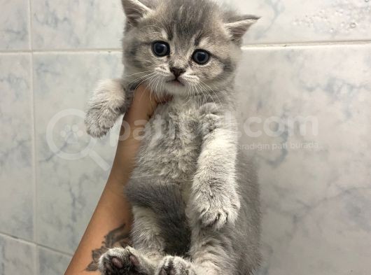 Anne Altından Sağlıklı Yavrular Blue görsel