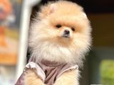 Ayıcık Surat Boo Pomeranian Yavrular