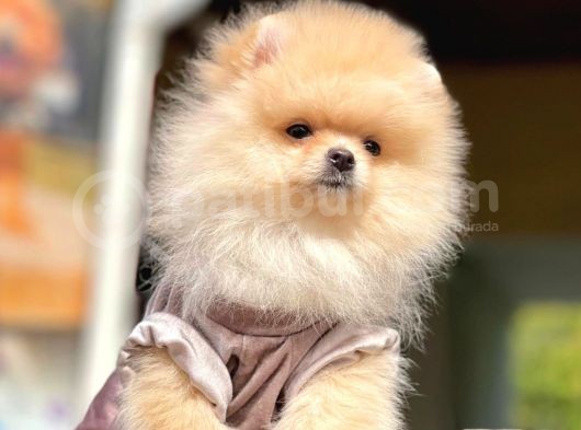 Ayıcık Surat Boo Pomeranian Yavrular görsel