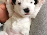 Morkie Bebeklerim Rezerveye Açık
