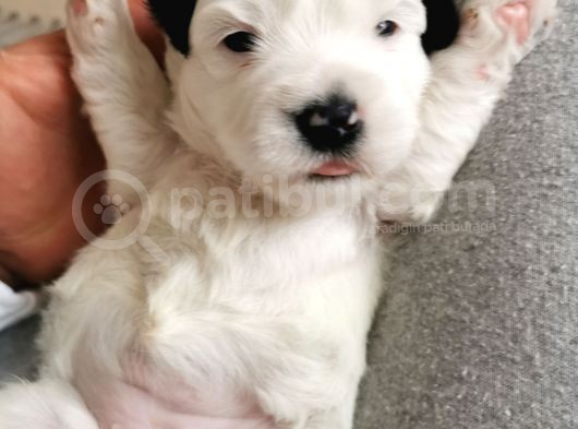 Morkie Bebeklerim Rezerveye Açık görsel