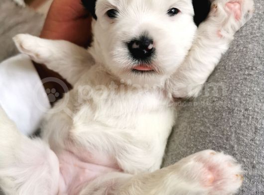 Morkie Bebeklerim Rezerveye Açık görsel