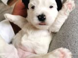 Morkie Bebeklerim Rezerveye Açık