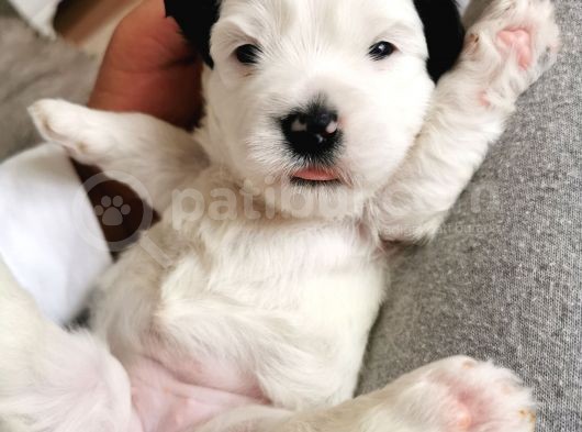 Morkie Bebeklerim Rezerveye Açık