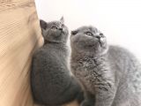 Erkek Ve Dişi British Shorthair