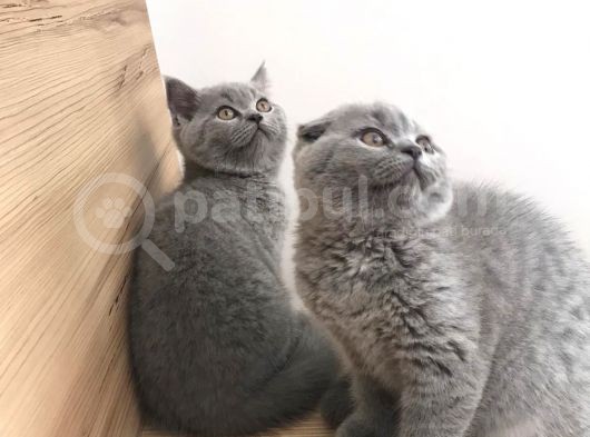 Erkek Ve Dişi British Shorthair görsel