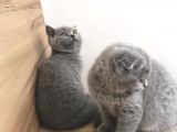 Erkek Ve Dişi British Shorthair