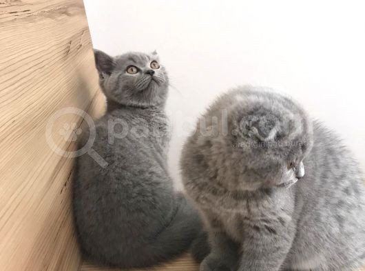 Erkek Ve Dişi British Shorthair görsel