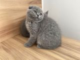 Erkek Ve Dişi Scottish Fold