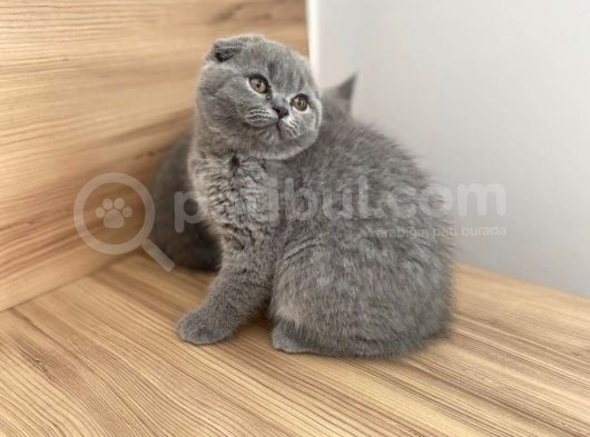 Erkek Ve Dişi Scottish Fold görsel