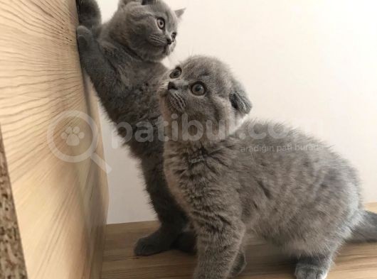Erkek Ve Dişi Scottish Fold görsel