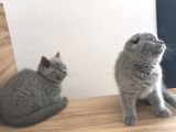 Erkek Ve Dişi Scottish Fold