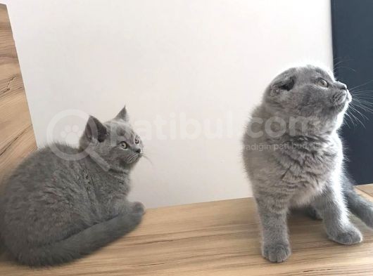 Erkek Ve Dişi Scottish Fold görsel