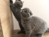 Erkek Ve Dişi British Shorthair