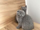Erkek Ve Dişi Scottish Fold