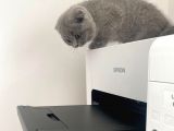 Erkek Ve Dişi Scottish Fold