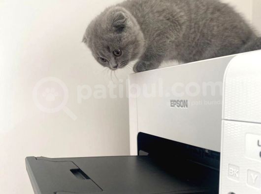 Erkek Ve Dişi Scottish Fold görsel