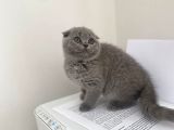 Erkek Ve Dişi Scottish Fold