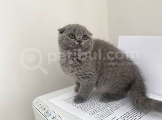 Erkek Ve Dişi Scottish Fold görsel