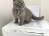 Erkek Ve Dişi Scottish Fold