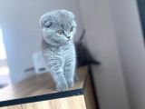 Erkek Ve Dişi Scottish Fold