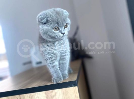 Erkek Ve Dişi Scottish Fold görsel