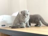 Erkek Ve Dişi Scottish Fold