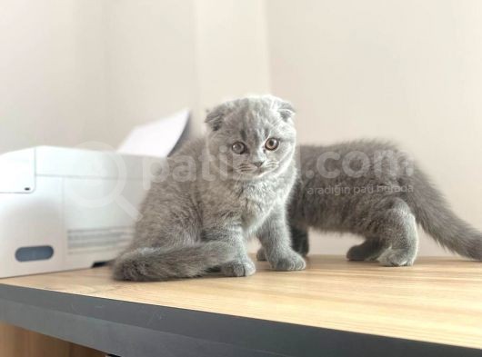 Erkek ve Dişi Scottish Fold