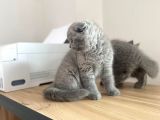 Erkek Ve Dişi Scottish Fold