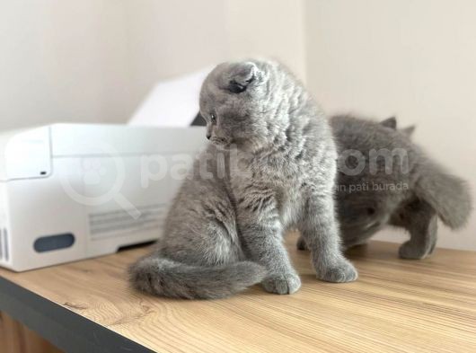 Erkek Ve Dişi Scottish Fold görsel