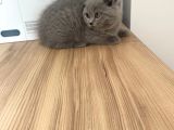 Erkek Ve Dişi British Shorthair