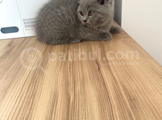 Erkek Ve Dişi British Shorthair görsel