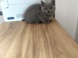 Erkek Ve Dişi British Shorthair