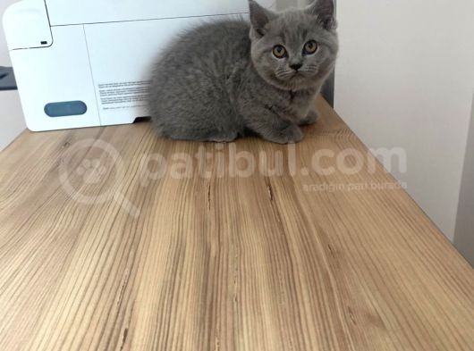 Erkek ve Dişi British Shorthair