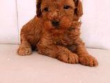 Erkek Ve Dişi Gerçek Toy Poodle