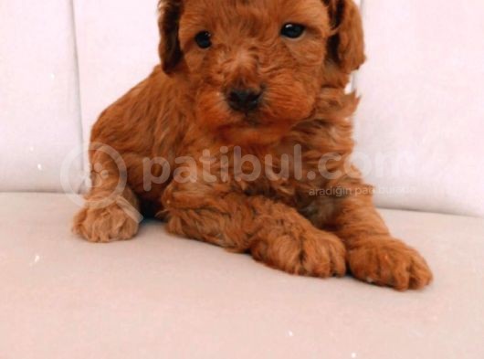 Erkek Ve Dişi Gerçek Toy Poodle görsel