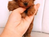 Erkek Ve Dişi Gerçek Toy Poodle