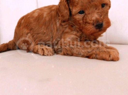 Erkek Ve Dişi Gerçek Toy Poodle görsel