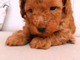 Erkek Ve Dişi Gerçek Toy Poodle