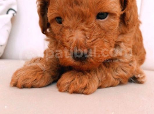 Erkek Ve Dişi Gerçek Toy Poodle görsel
