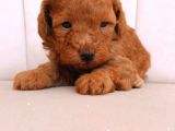 Erkek Ve Dişi Gerçek Toy Poodle