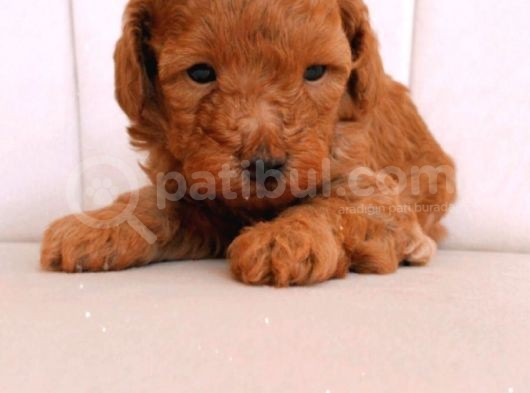Erkek Ve Dişi Gerçek Toy Poodle görsel