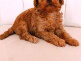 Erkek Ve Dişi Gerçek Toy Poodle